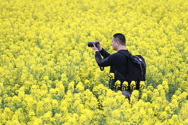 踏春赏花正当时，打卡千垛水上油菜花！玩转兴化景点美食全攻略