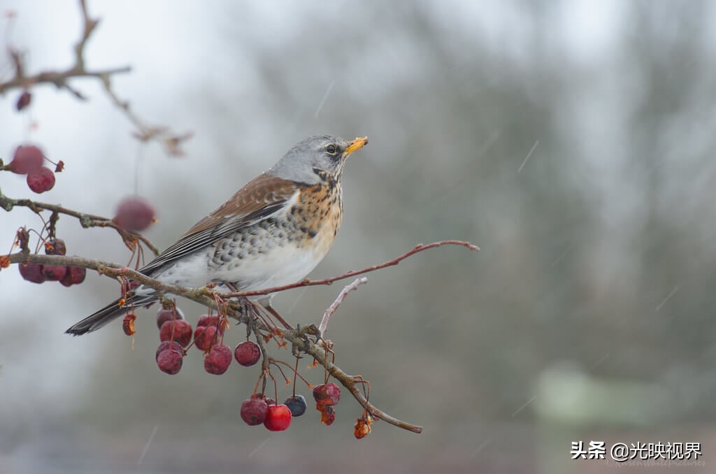 有关雨的美图,雨总能带给人直观的感受