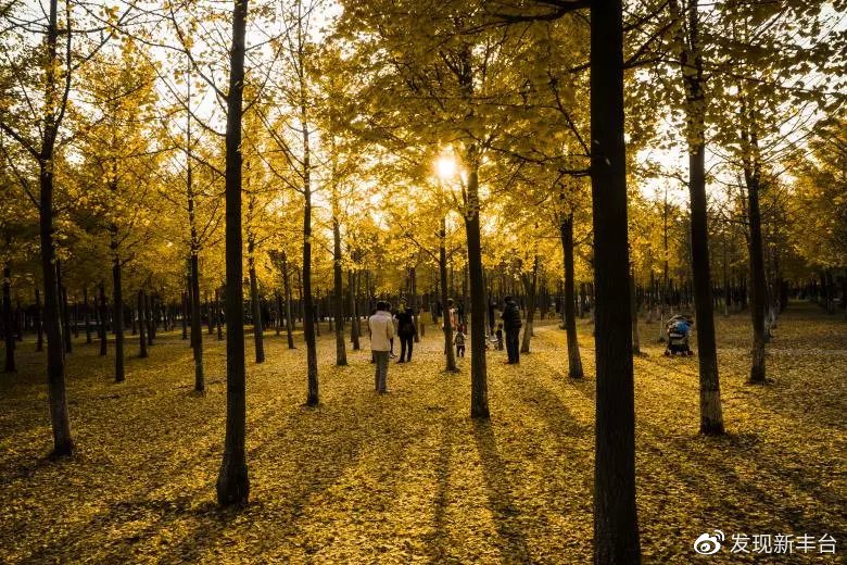 春夏秋冬银杏风景,旅游银杏是初冬最美的一道风景