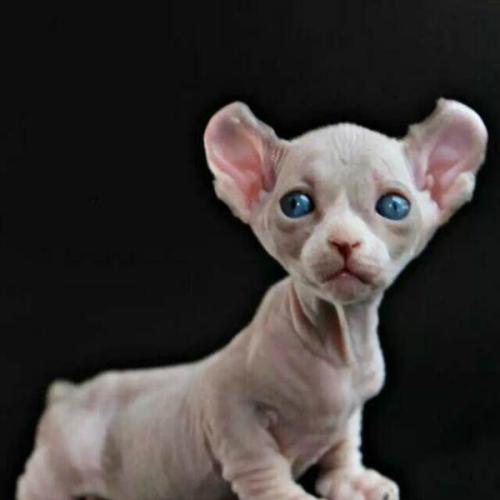 萌宠排行榜,萌宠排行榜1到50名