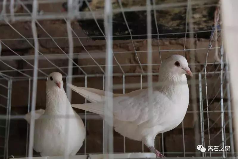 发展赛鸽养殖助力贫困户脱贫致富,铭羽鸽业