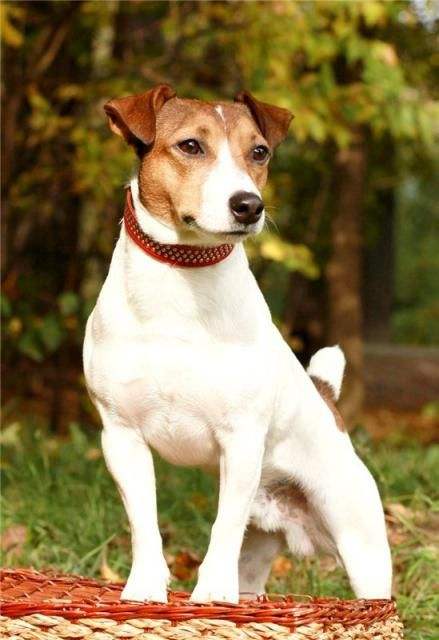 和杰克罗素犬相像的土狗,怎么区分杰克罗素狗和土狗