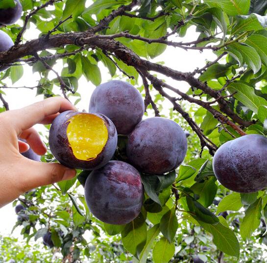 10种果子图片大全,100种果子介绍