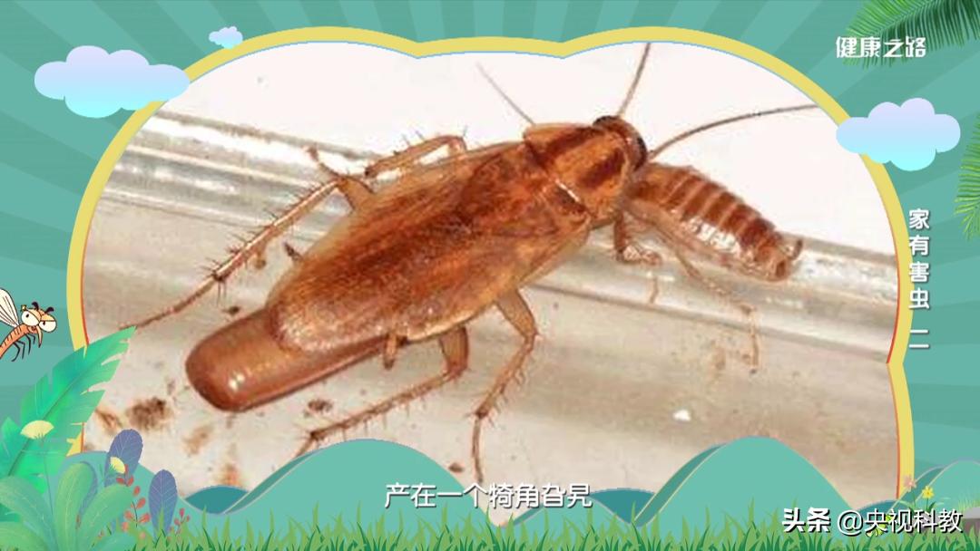 12种解决蟑螂的方法,怎么解决蟑螂最有效的方法