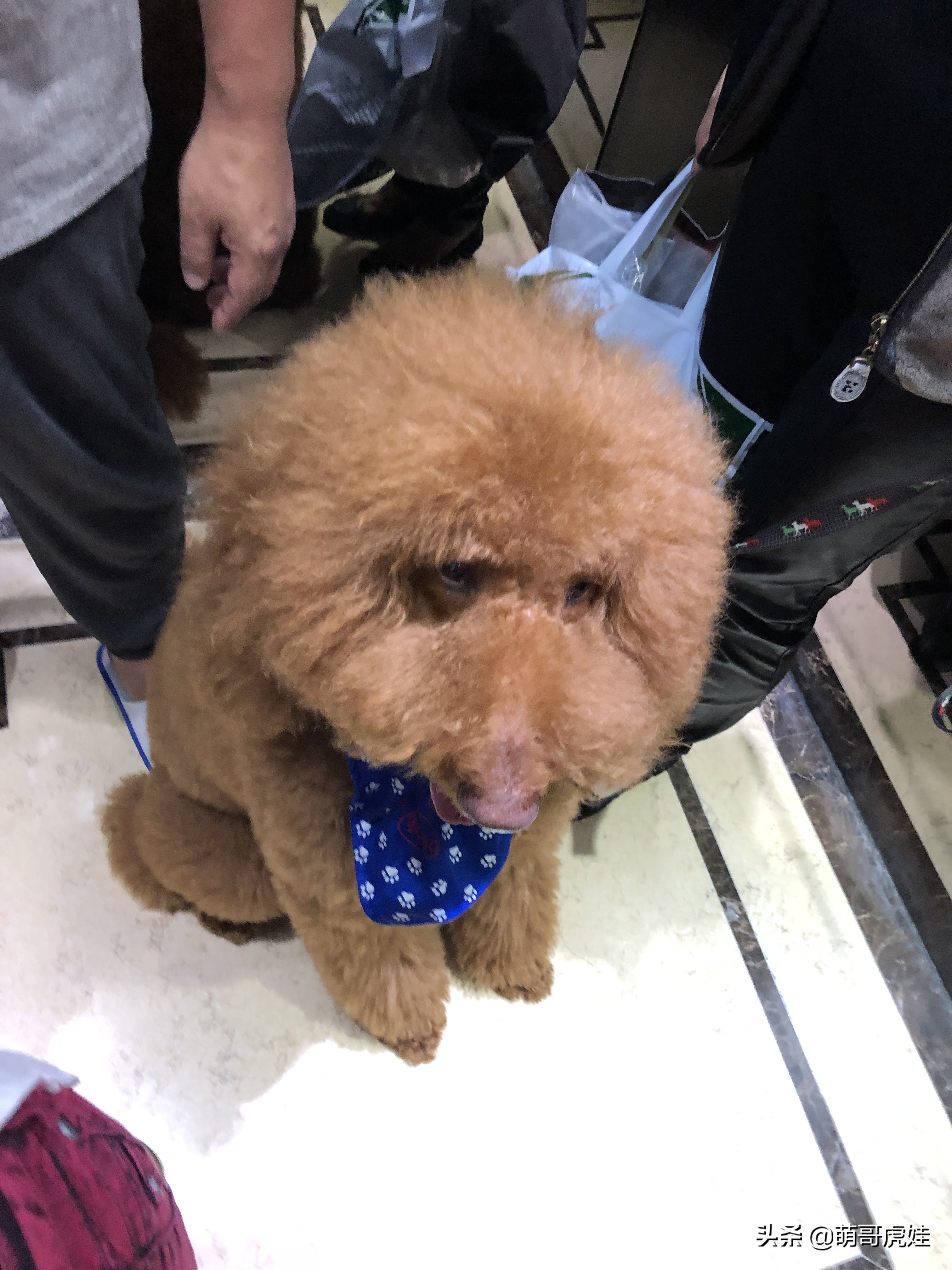 过年不忍心把宠物丢在家，霸气主人带着4只猫狗龟一起出门住酒店