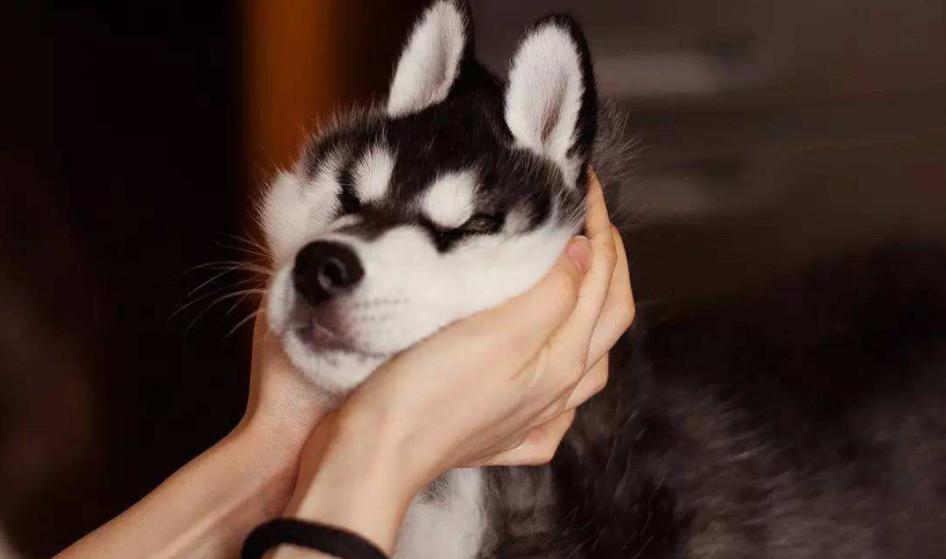 狗狗这两天摸到它就痛得叫唤,狗狗这些部位脏一点反而更健康