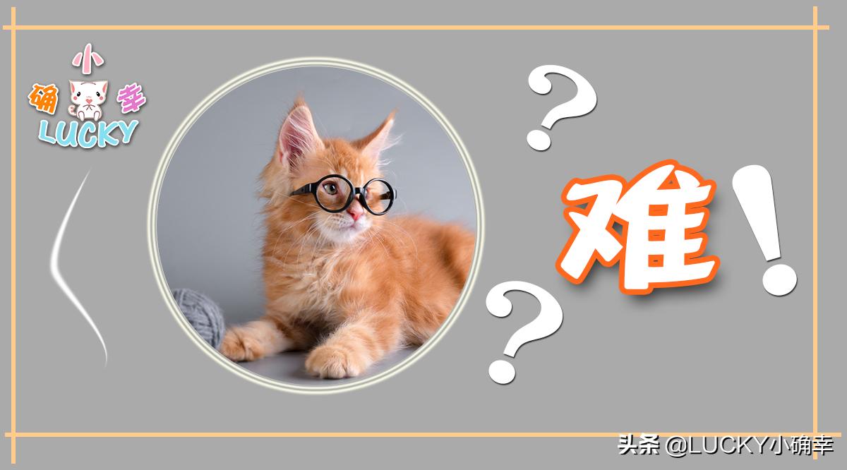 没想到吧？“智能家居”助力“无忧养猫”，铲屎官搓手期待