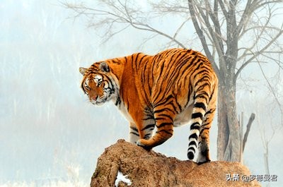 世界足坛五大神兽,世界十大威猛动物