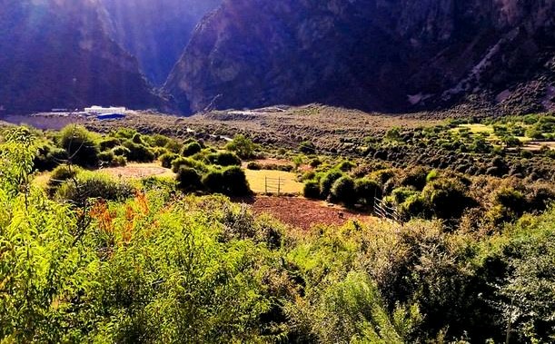 那曲唯一有桃花的地方,那曲有桃花吗