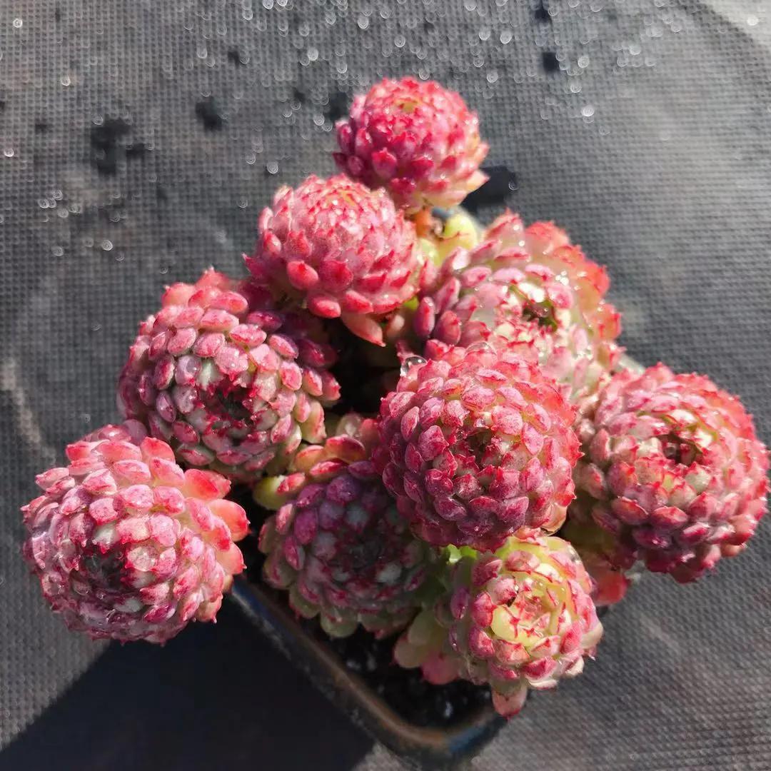 十大最怕淋雨的多肉,多肉淋雨之后掉叶片该怎么救治