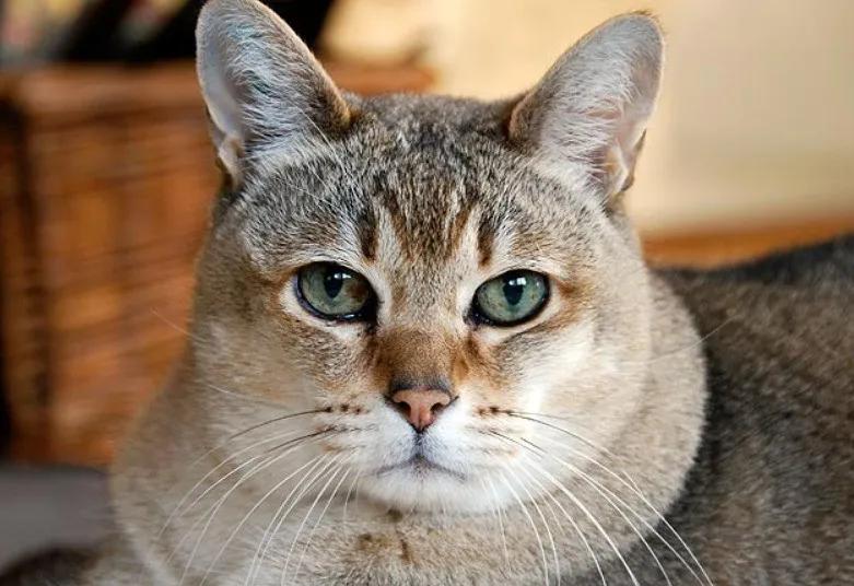 主人嫌猫咪太掉毛把毛剃了,主人以为橘猫很胖结果喂得少