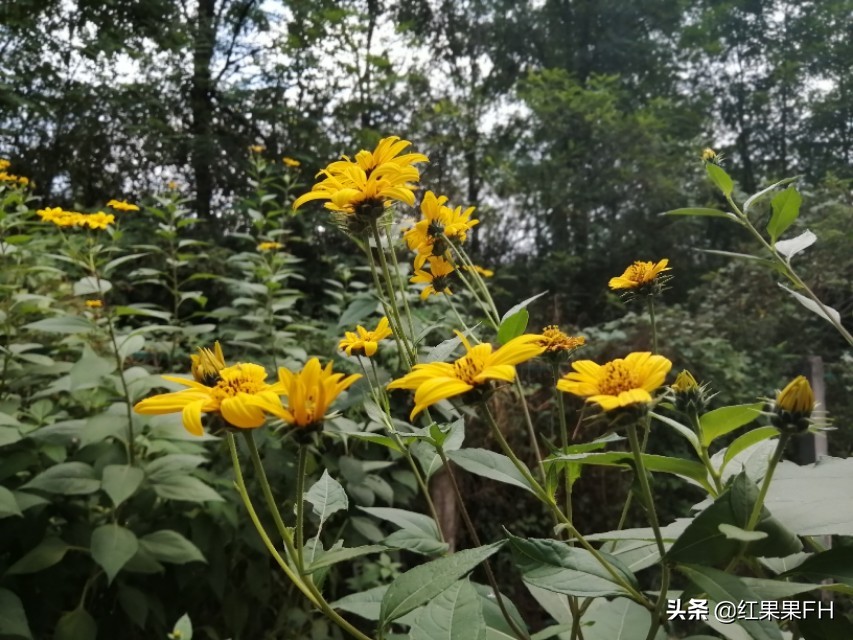 洋姜开花,秋天的洋姜花