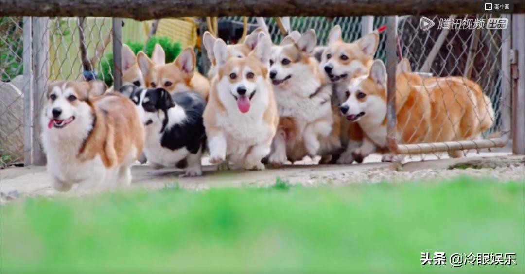 小动物永远都幸福,小动物长得最美也最可爱