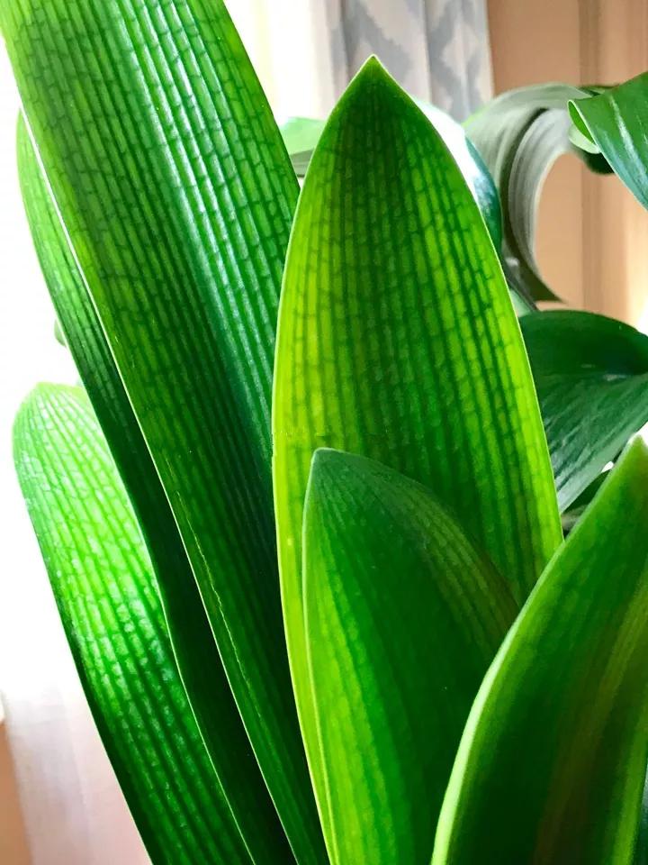 在叶子上的蓝色营养液,在植物的叶子上喷水有用吗