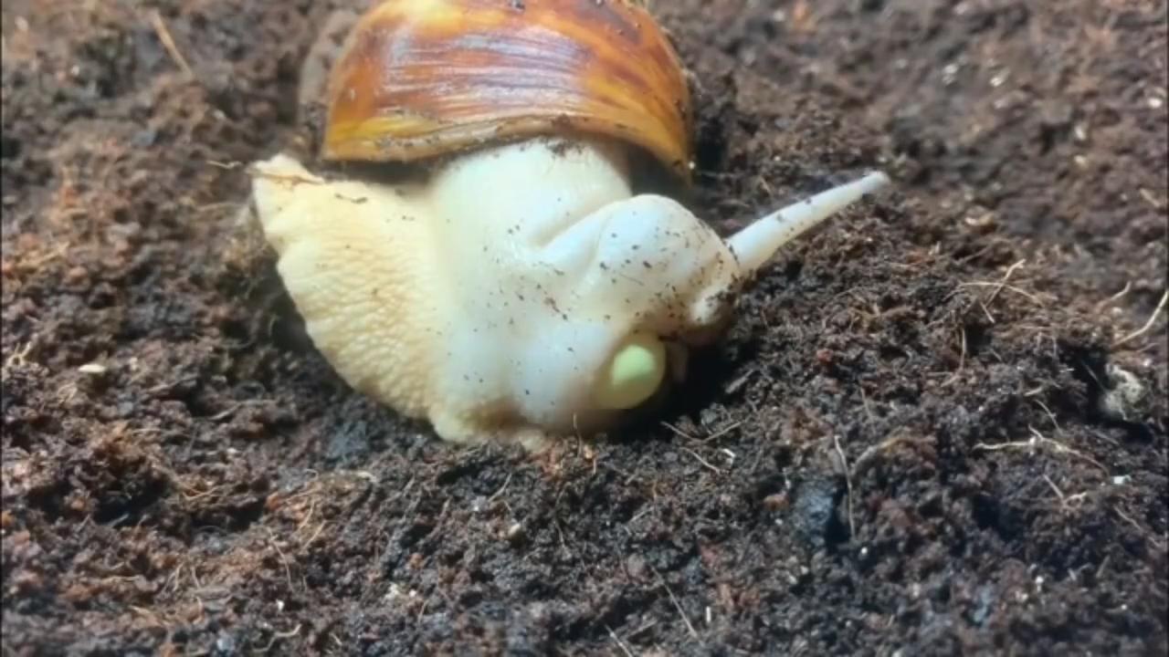 蜗牛有哪些基本知识,蜗牛的舌头有什么特点