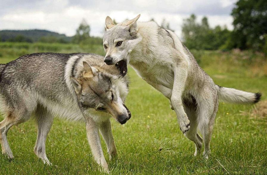 城市没有被禁养的几种大狗,已被各大城市禁养的五种狗