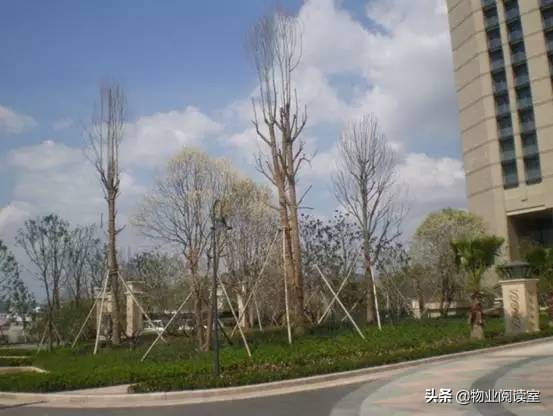 小区绿化养护一般做哪些工作,小区绿化养护需要什么资质