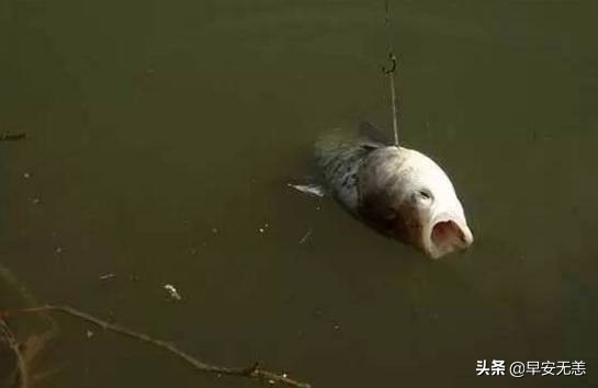 传统钓线组是用主线好还是子线好,钓鲤鱼线组主线4.0子线1.5