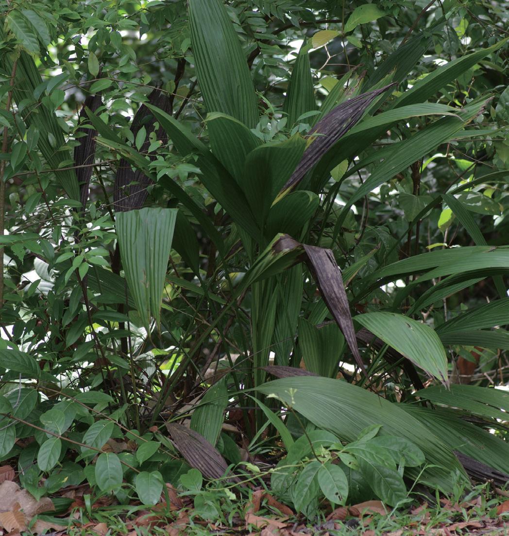 海南热带水果神秘果,仙蜜果是什么