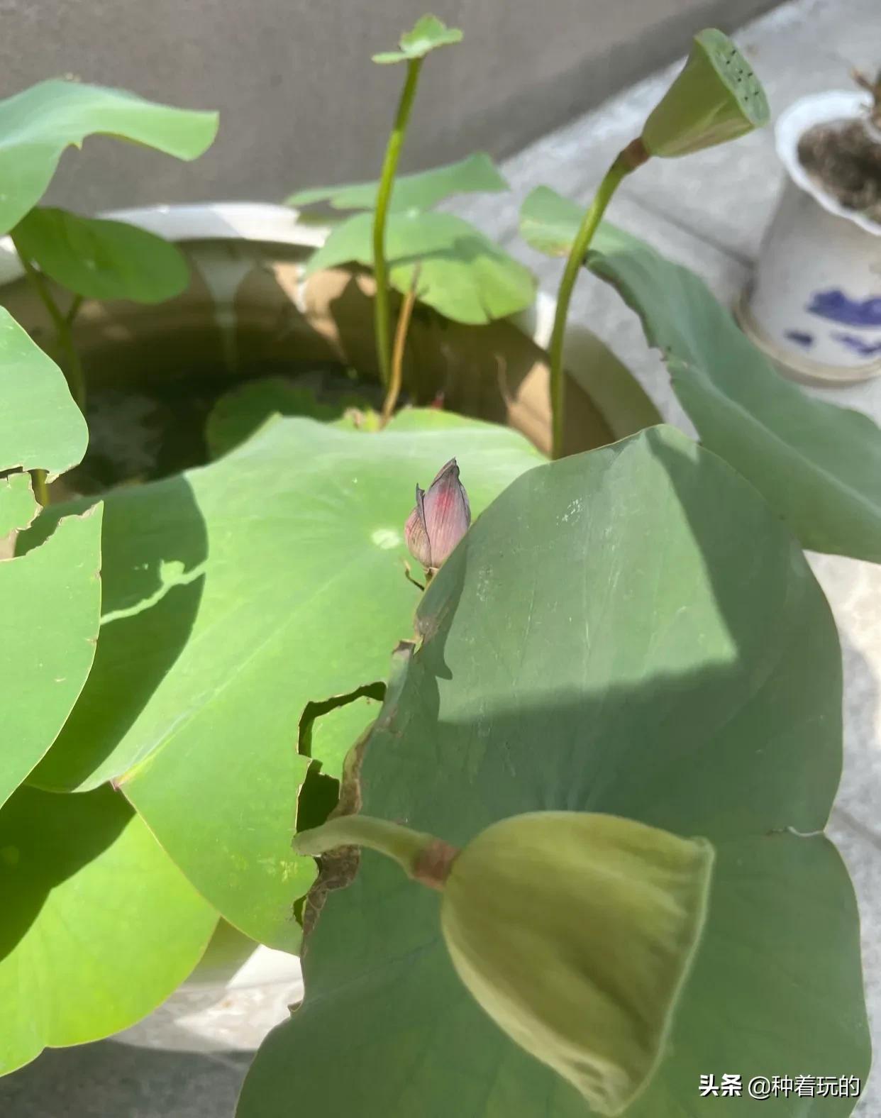 碗莲长出八个叶子什么时候能开花,碗莲叶子怎么竖不起来老浮在水面