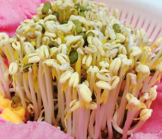 拉布拉多吃不吃生蔬菜,对拉布拉多肠胃好的蔬菜