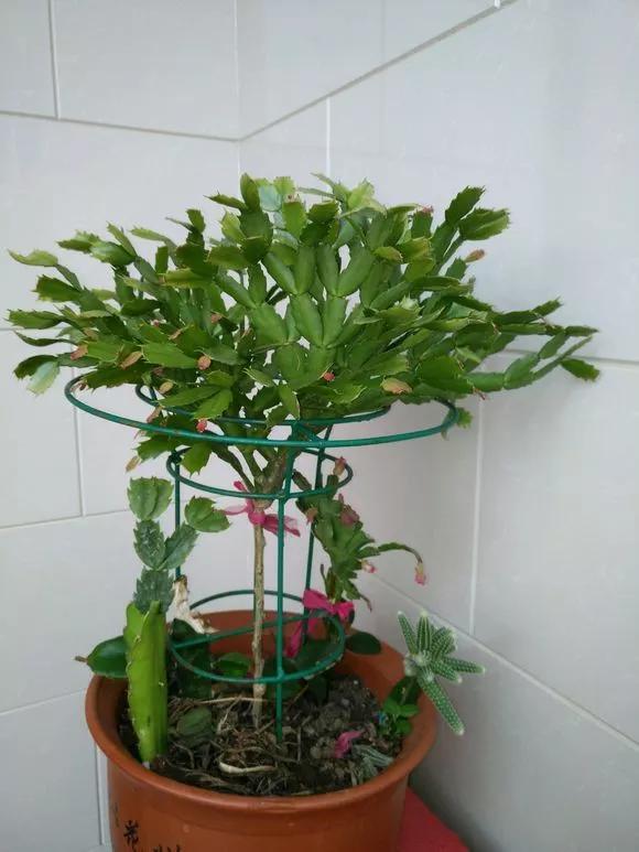 木叶如何养殖,木叶仙种植