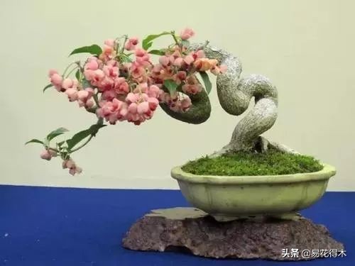 真果盆栽,结红色小果实的盆栽