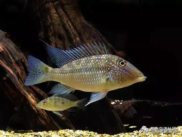 食土鲷一般多大尺寸,食土鲷哪个品种小一点