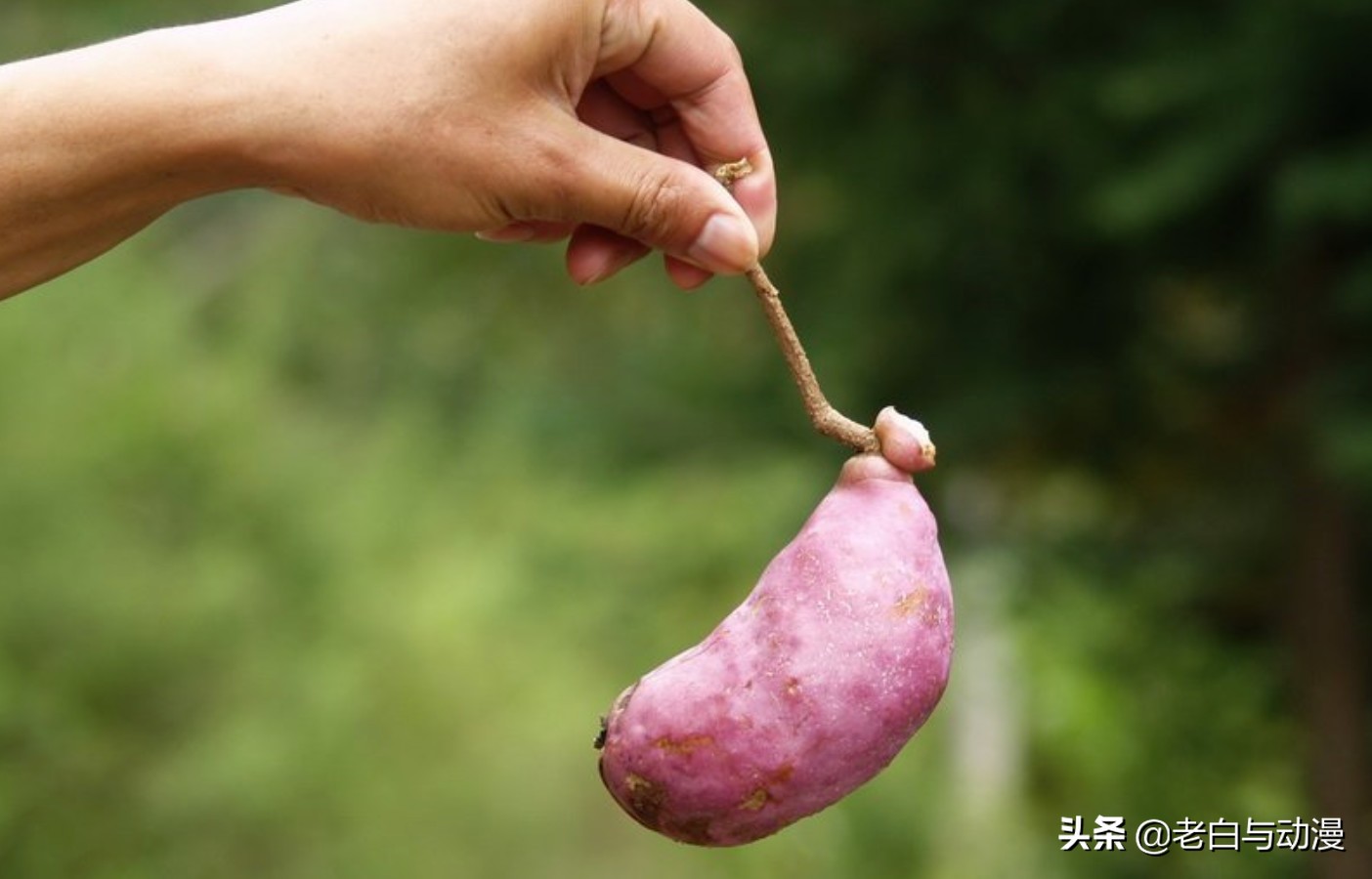 多罗罗喜欢百鬼丸吗,多罗罗与百鬼丸的亲密瞬间