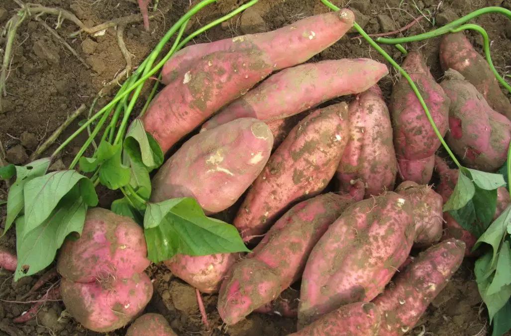 辽宁葫芦岛特产有哪些,辽宁特产有哪些值得带去的