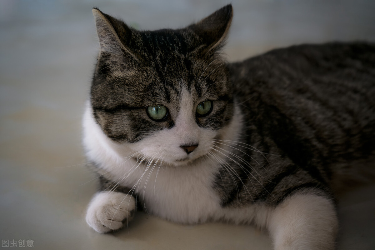 猫咪可爱图片中华田园猫,中华田园猫猫咪图片