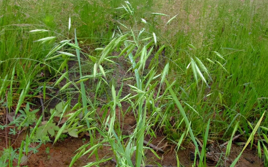 麦田杂草燕麦草,野燕麦危害麦田