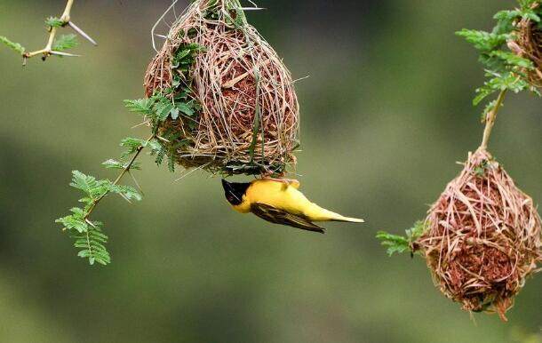 如何防止鸟窝下雨进窝出窝,鸟窝都是露天朝上遇到下雨怎么办