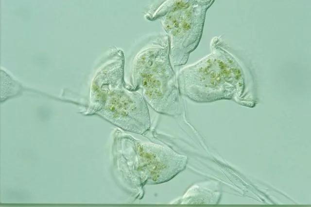 收藏!24种污水处理微生物菌相及指导意义,环保人必看(多图)