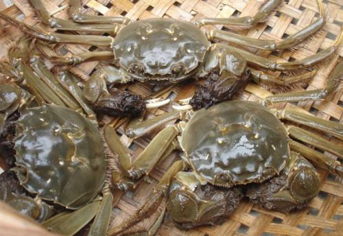 新鲜的螃蟹怎么保存到第二天吃,吃不完的螃蟹如何保鲜存放