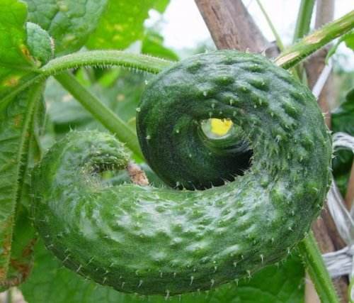 自家种的黄瓜总是长不直该怎么办,第一次种的黄瓜需要怎么处理