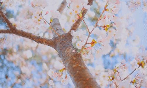 日本樱花伞价格,日本樱花限定多少钱