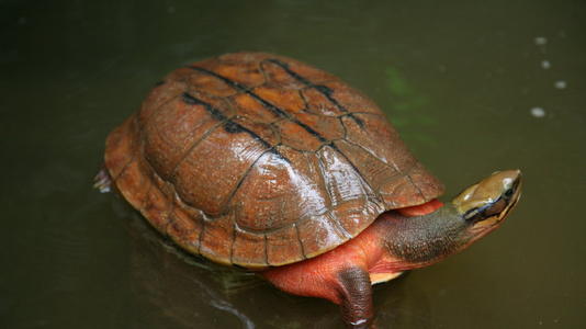 金钱龟是不是骗局,金钱龟未来十年行情