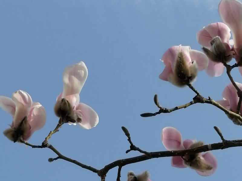 描写春天景色的古诗有哪些,描写春天景色的古诗8首带释义