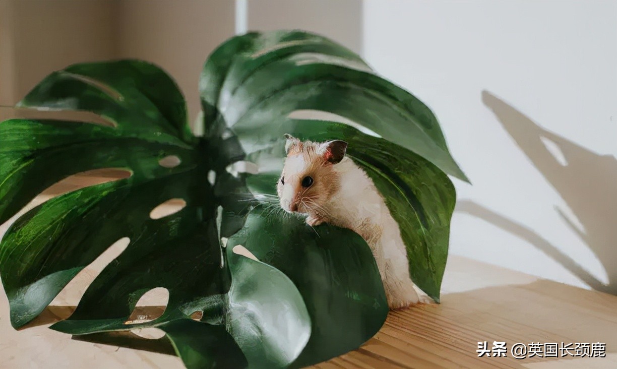 羊驼专治什么病,羊驼治愈厌食症