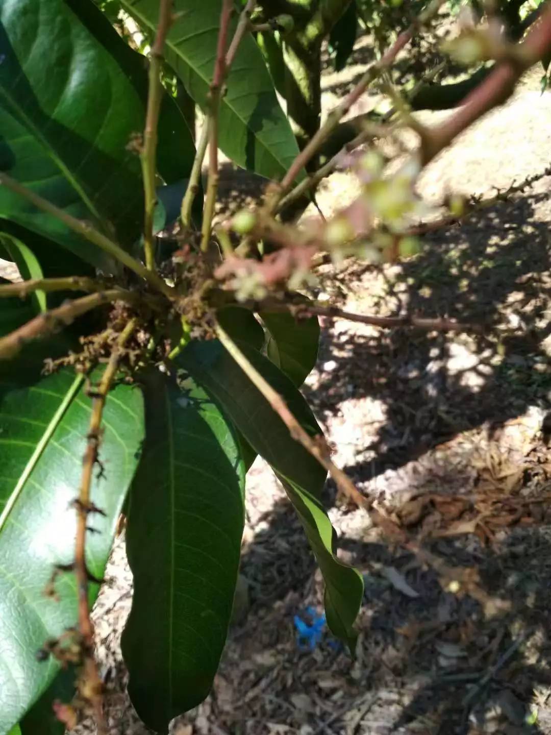芒果开了很多花结果少是什么原因,我种的芒果怎么不结果