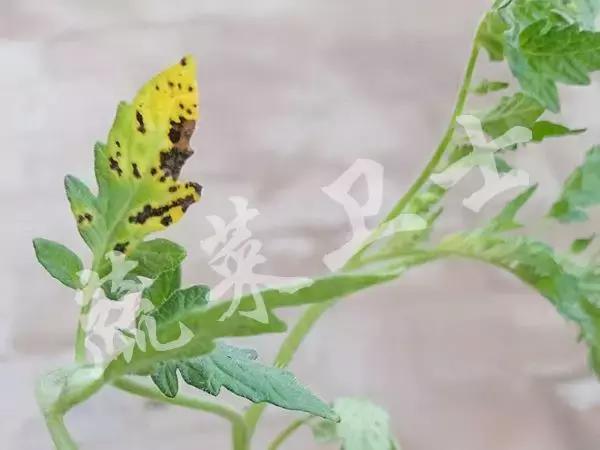 番茄专治机油病,番茄苗期得机油病
