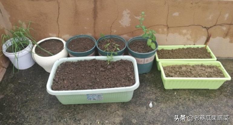 阳台种菜有小蚊子小虫子怎么办,种菜土有小虫