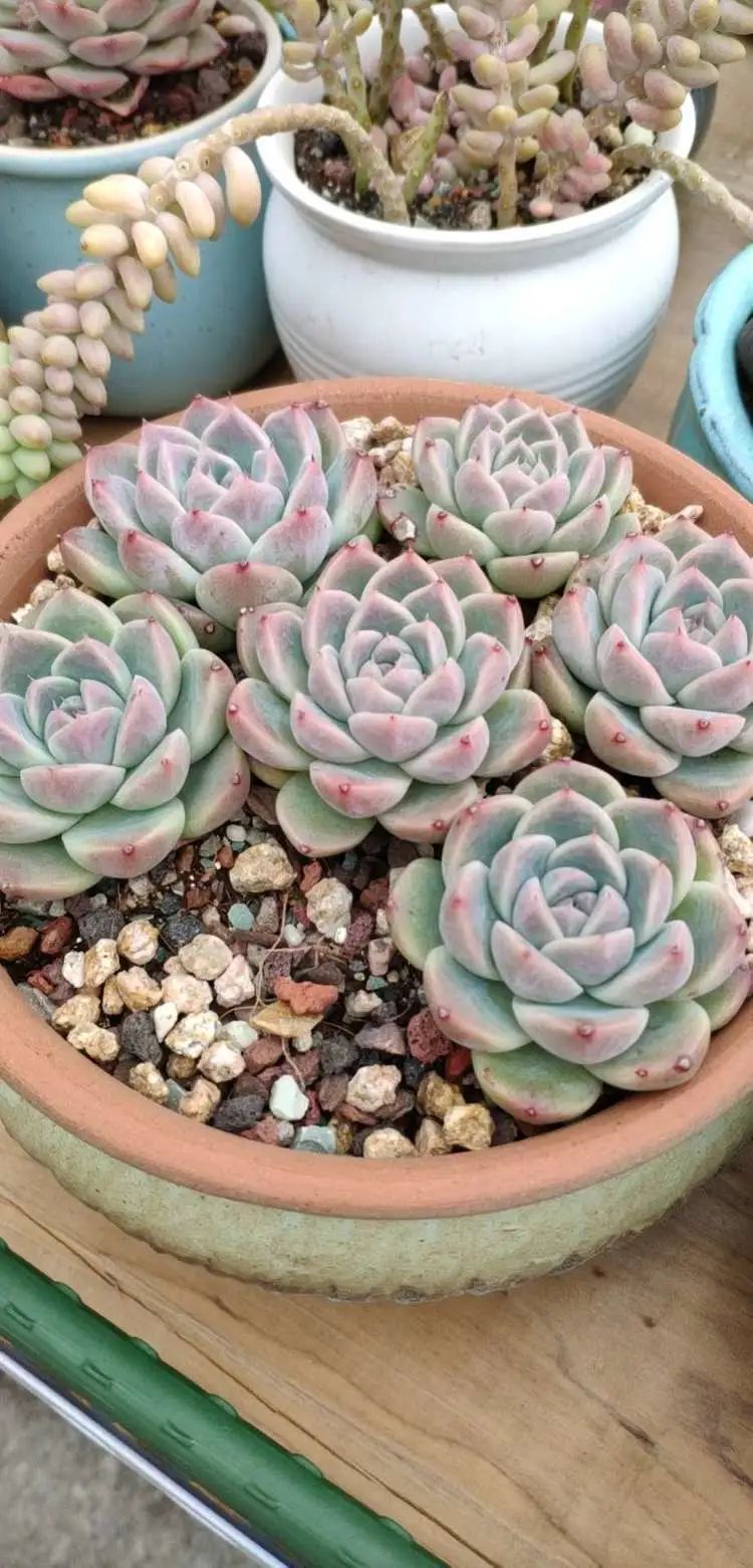 多肉不适合新手养,多肉入坑到什么程度好