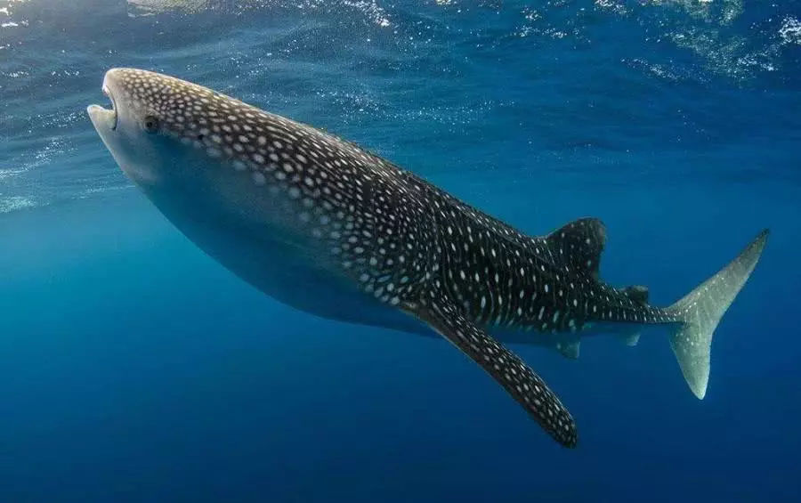 观赏鱼鲨鱼种类图片大全,鲨鱼百科知识大全幼儿