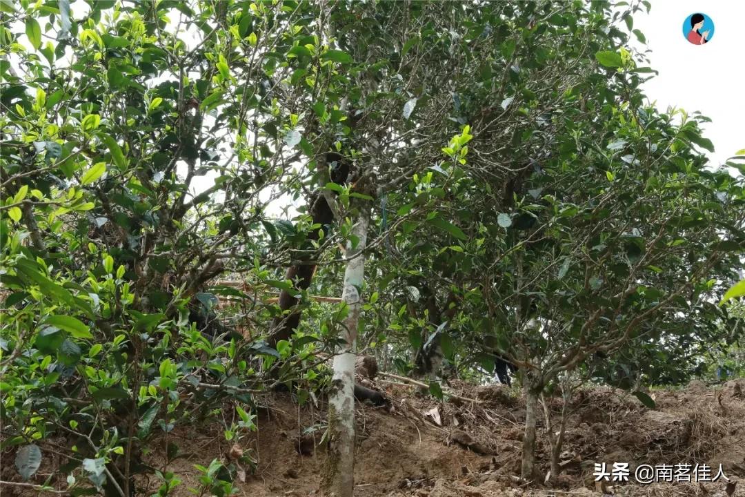 冰岛五寨糯五价格,冰岛五寨谁最有性价比