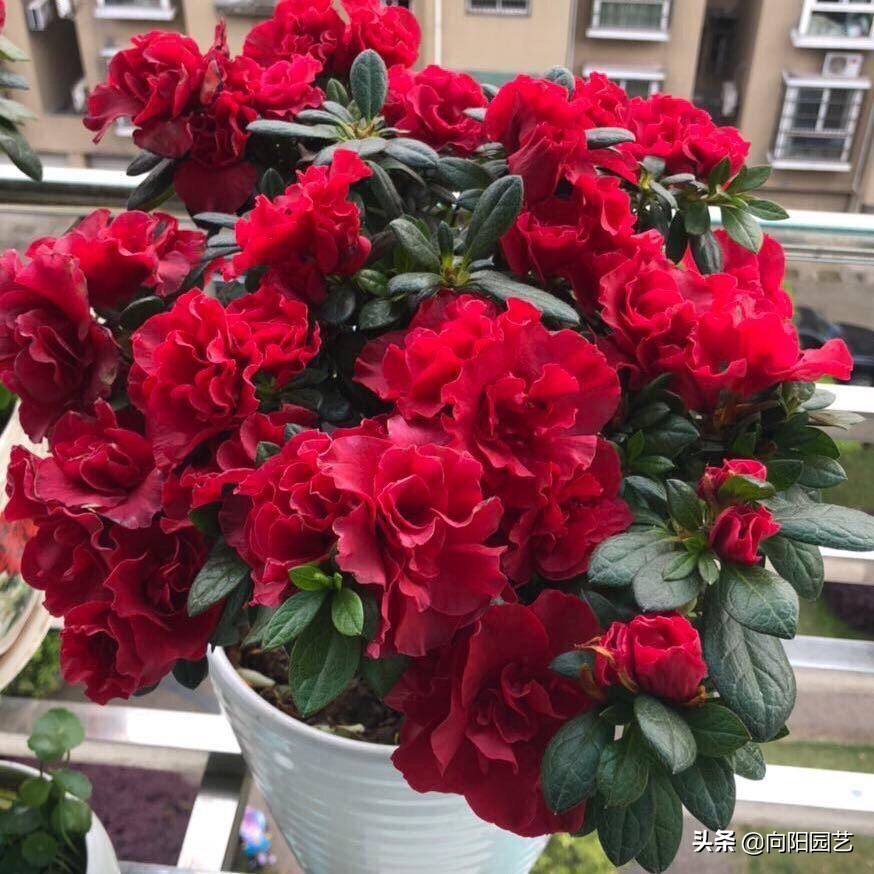 淘米水臭了怎么养花,淘米水养花发臭