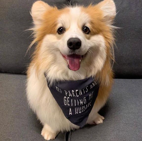 如何挑选颜值高的三色柯基,怎样挑选一个健康的柯基幼犬