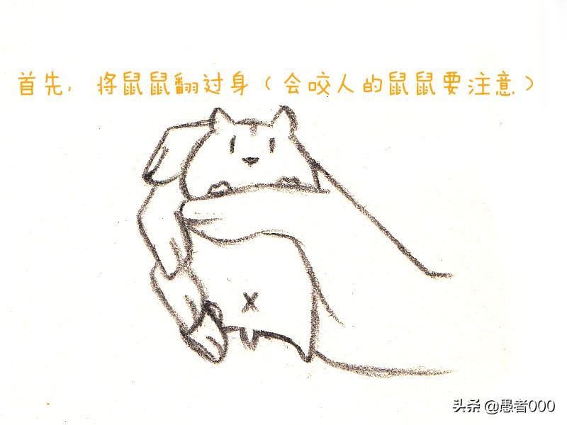 可爱的仓鼠漫画简单,画可爱的仓鼠漫画