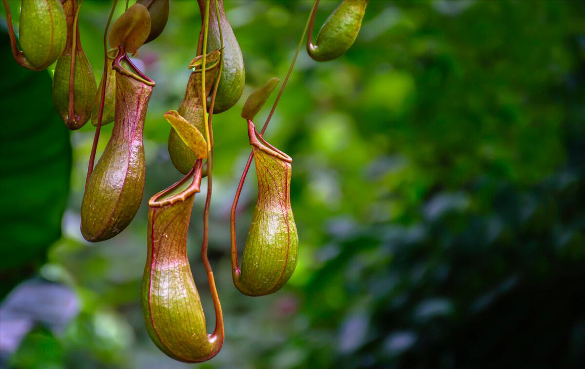 各种食虫植物的特点,不一样的食虫植物
